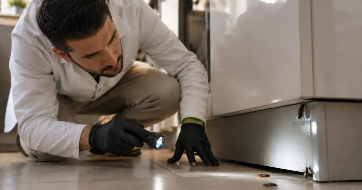 Blatte germanique adulte sur une surface de cuisine