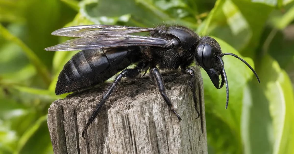 Gros insecte noir posé sur un piquet en bois dans un jardin, illustration pour identifier un frelon noir sur le terrain
