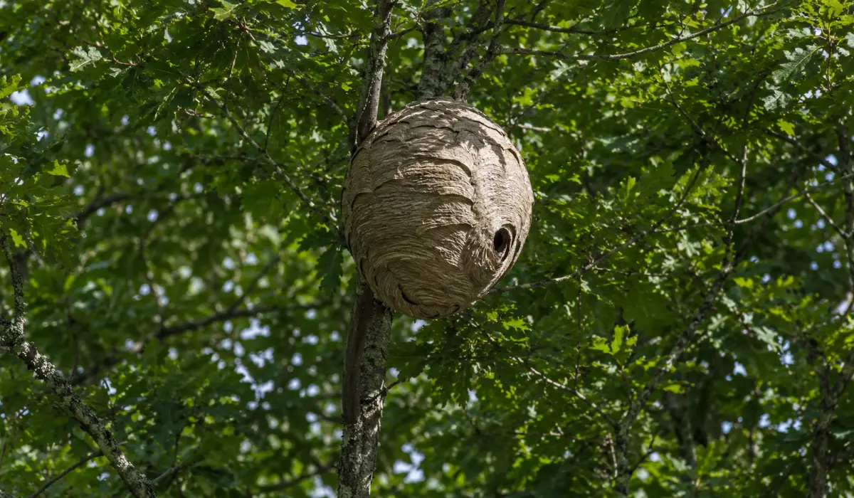 Grand nid de frelon asiatique dans un chêne, visible en hauteur avec son entrée latérale