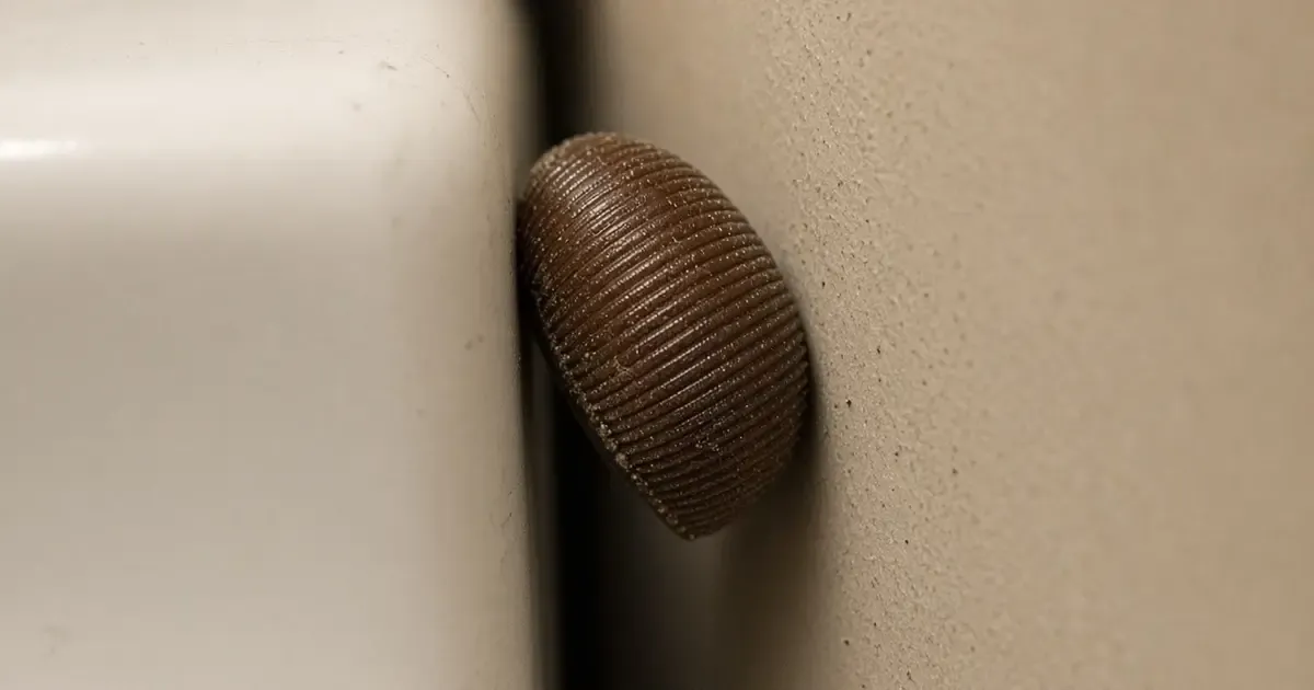 Oothèque brune striée collée dans une fissure de cuisine, derrière un électroménager