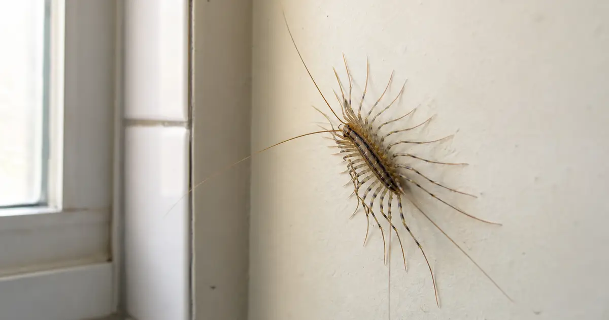 Scutigère véloce aux longues pattes rayées beige sur un mur clair près d'une fenêtre intérieure