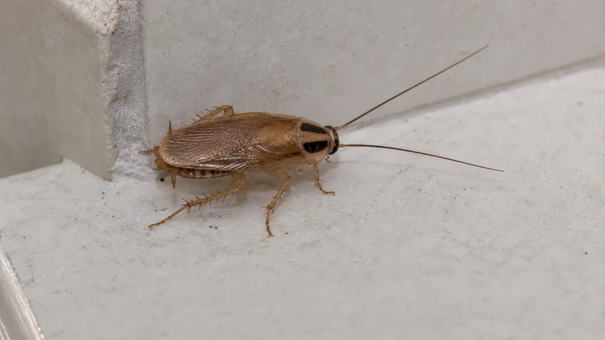 Gros plan d’une blatte germanique adulte sur une surface claire, deux bandes sombres sur le pronotum