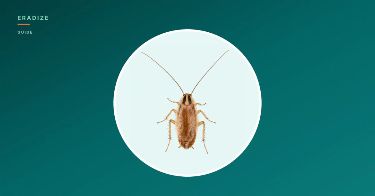 Vignette guide Eradize — blatte germanique sur fond unifié