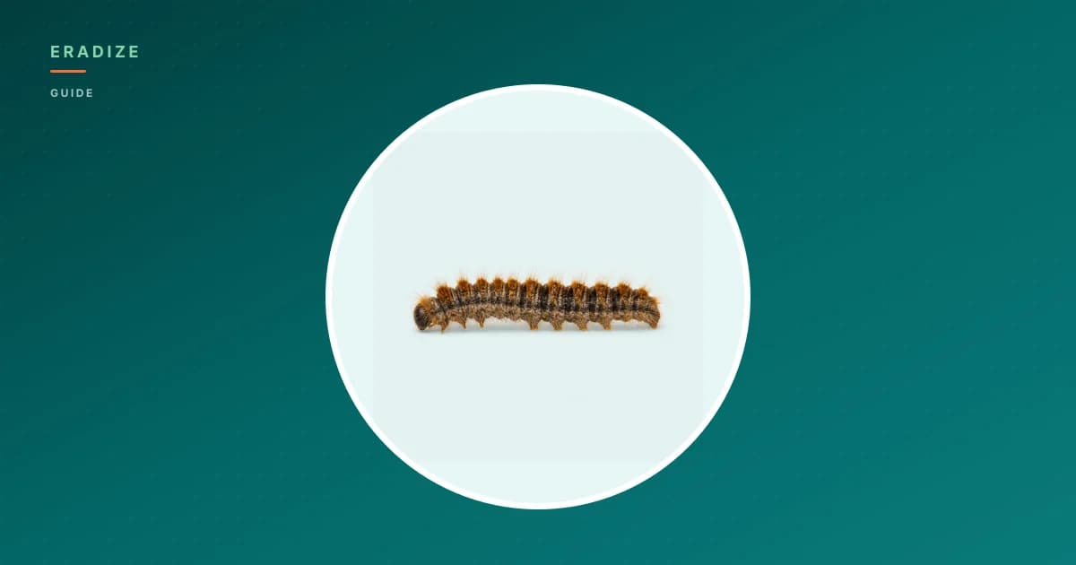 Vignette guide Eradize — chenille processionnaire sur fond unifié