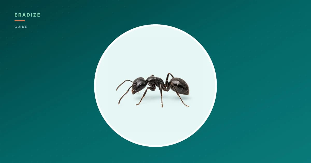 Vignette guide Eradize — fourmi sur fond unifié