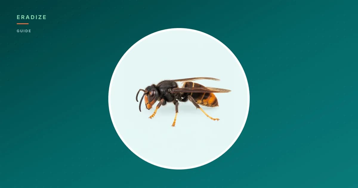 Vignette guide Eradize — frelon asiatique sur fond unifié