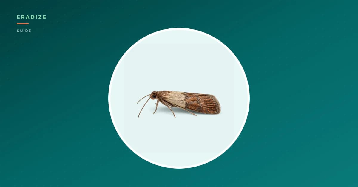 Vignette guide Eradize — mites alimentaires sur fond unifié