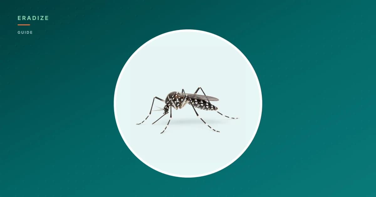 Vignette guide Eradize — moustique sur fond unifié