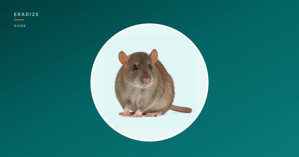 Vignette guide Eradize — rat brun sur fond unifié