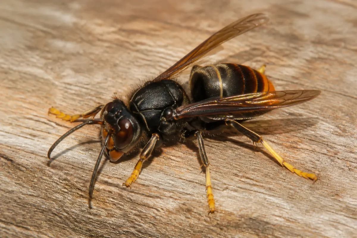 Gros plan d’un frelon asiatique (Vespa velutina) : thorax noir velouté et extrémités de pattes jaunes