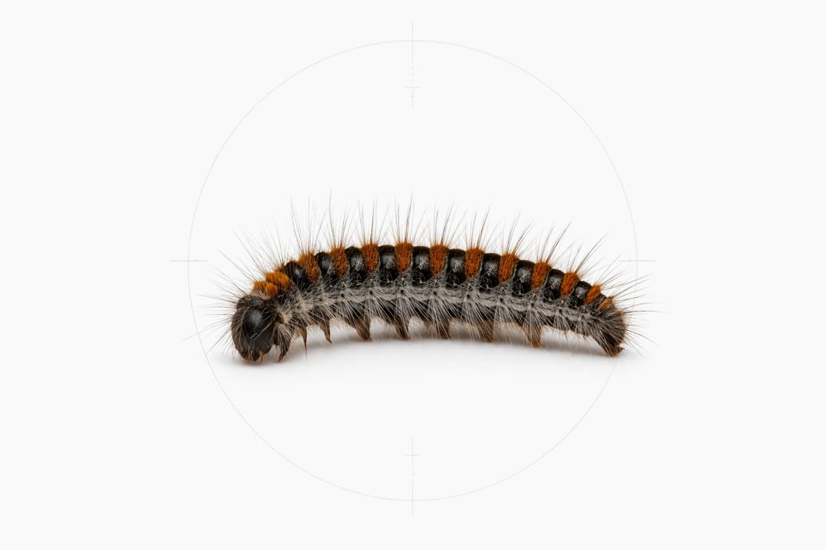 Chenille processionnaire