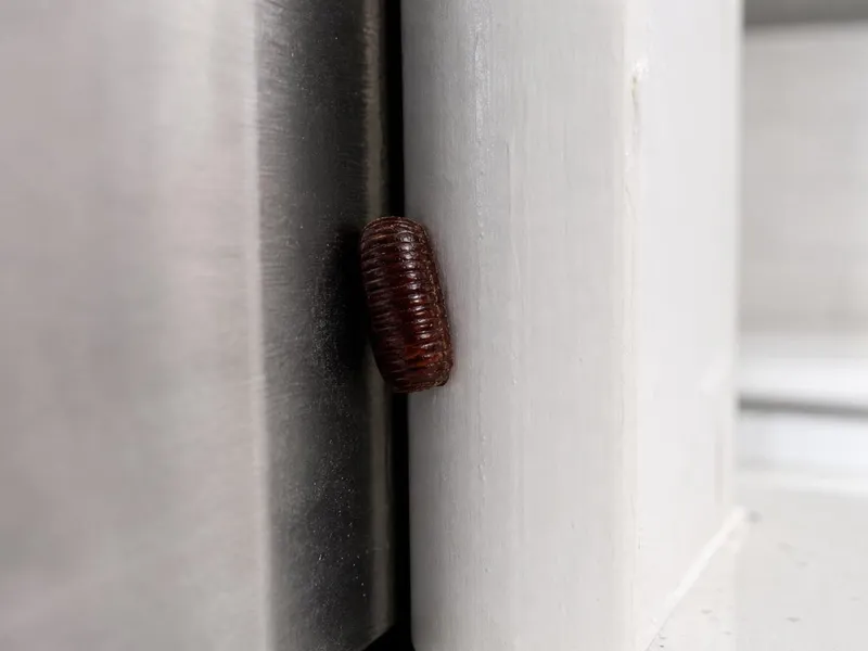 Oothèque de blatte germanique collée dans une fissure entre un électroménager et un mur de cuisine
