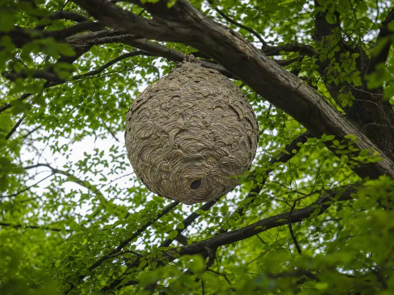Nid de frelon suspendu dans les branches d'un arbre, forme sphérique typique en hauteur
