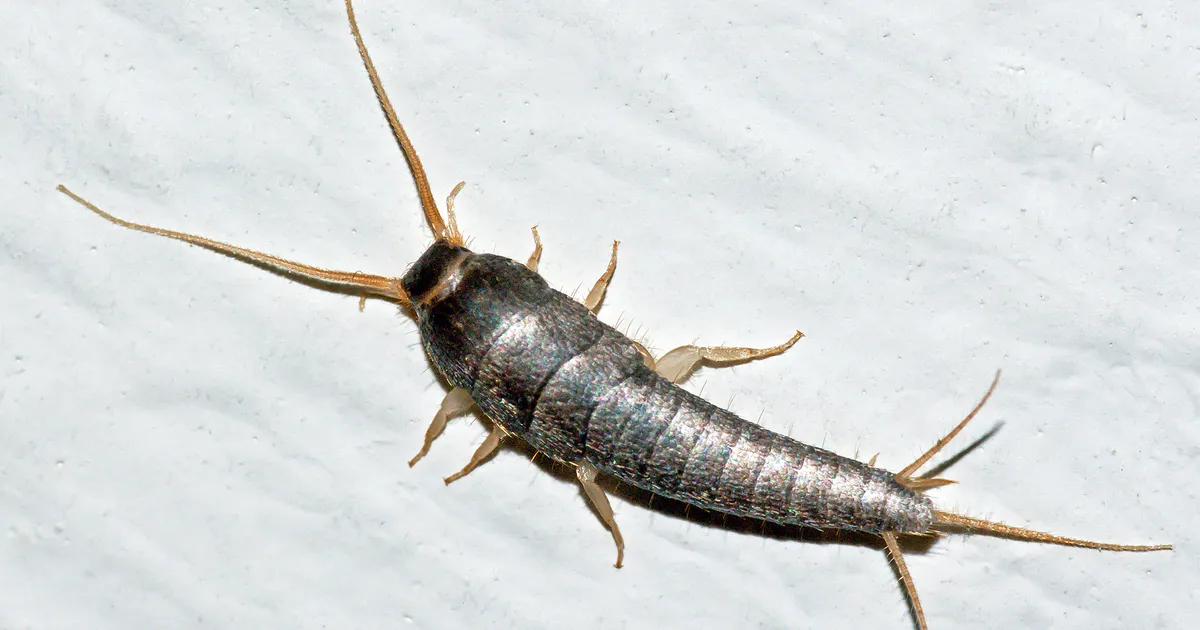 Gros plan d'un lépisme argenté montrant les écailles métalliques et les trois filaments abdominaux