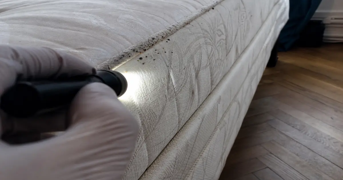 Inspection des coutures d'un matelas pour confirmer une infestation de punaises de lit en appartement
