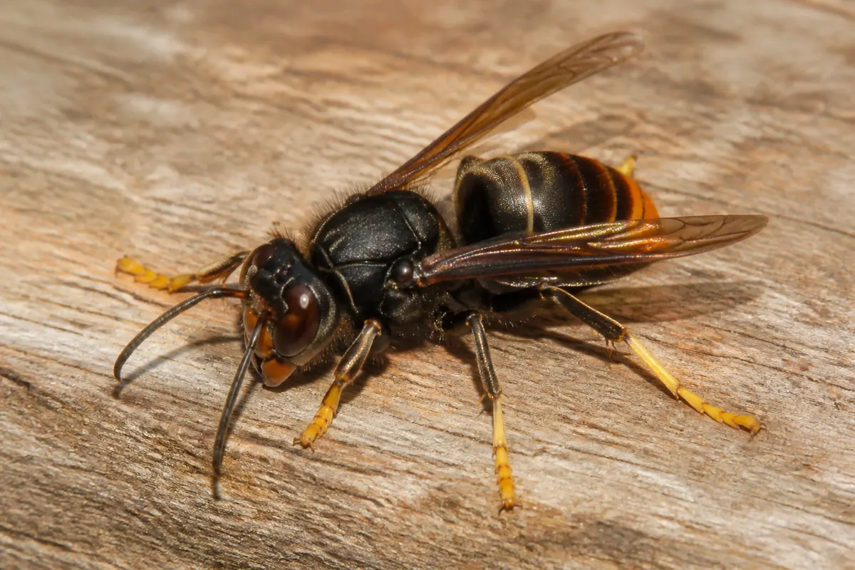 Frelon asiatique en gros plan : thorax noir velouté et pattes jaunes à l’extrémité
