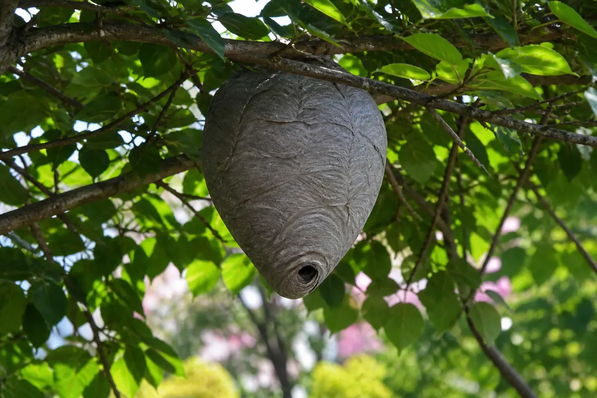 Grand nid de frelon ovoïde suspendu haut dans un arbre