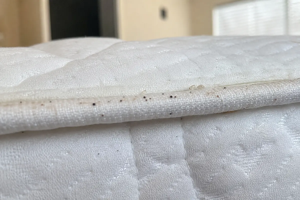 Couture de matelas avec points noirs et traces suspectes d’excréments de punaises de lit